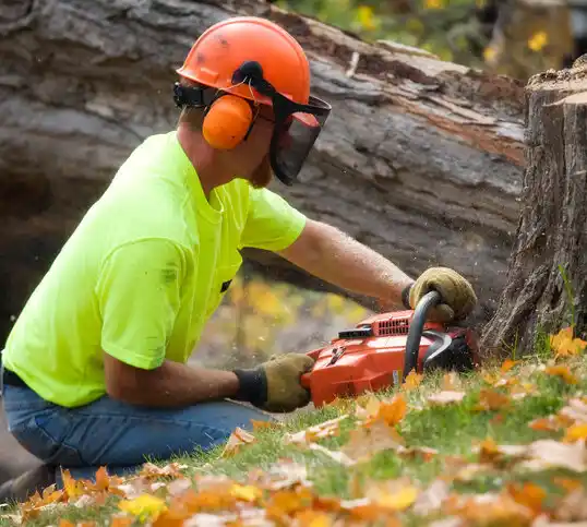 tree services Oil City